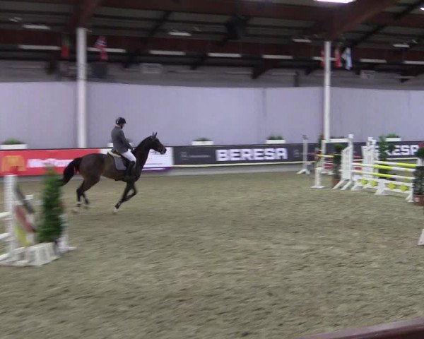 Hallen-Reitturnier Münster-Handorf 2016