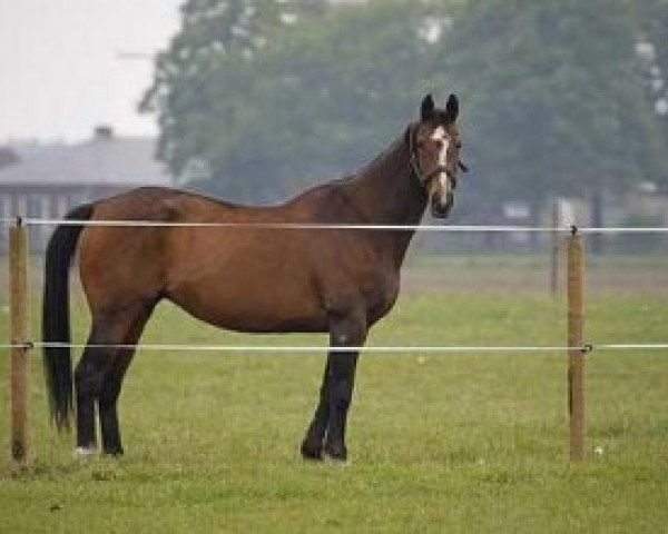 Zuchtstute Maureen van het Merelsnest (Belgisches Warmblut, 1989, von Lys de Darmen)