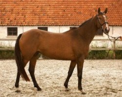 Zuchtstute Moya van het Merelsnest (Belgisches Warmblut, 2012, von Nabab de Rêve)
