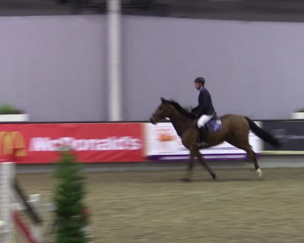 Hallen-Reitturnier Münster-Handorf 2016
