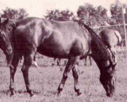 broodmare Miss Patsy Blake (Quarter Horse, 1959, from Dawsons Gary)