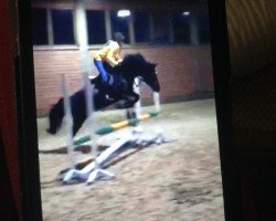 broodmare Ninja 143 (German Riding Pony, 2005, from Nabucco R)