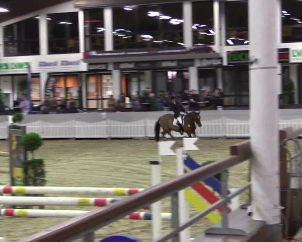 Hallen-Reitturnier Münster-Handorf 2016