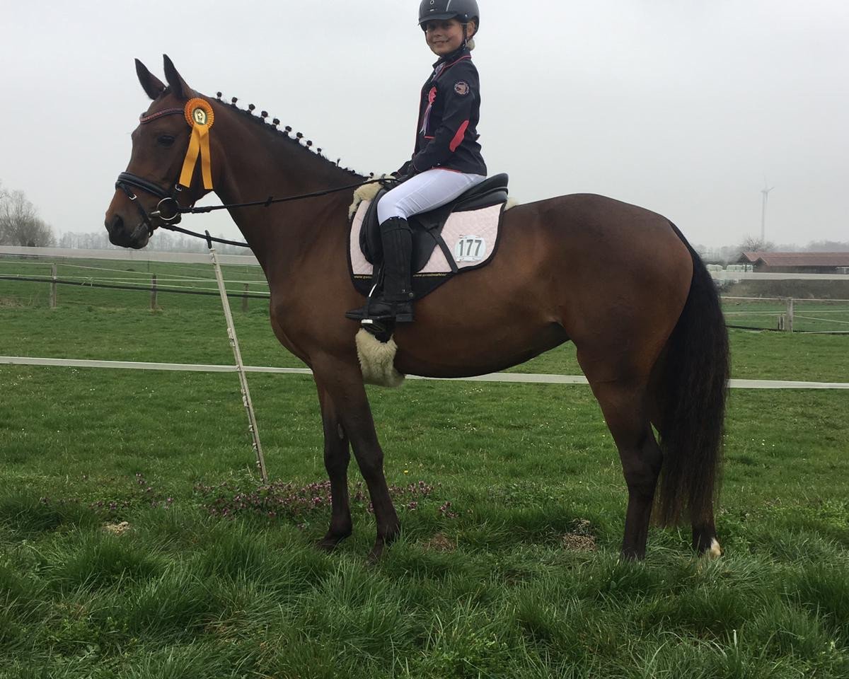 Zuchtstute Liquid Spirit (Deutsches Reitpony, 2014, von Lucky Lao II)