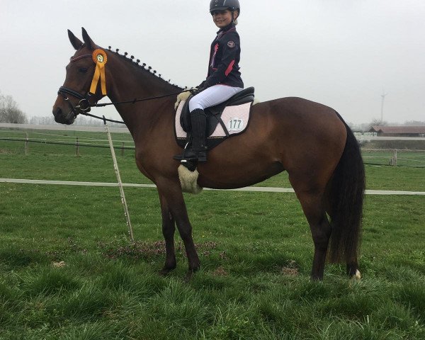 broodmare Liquid Spirit (German Riding Pony, 2014, from Lucky Lao II)