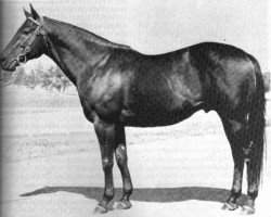 stallion Depth Charge xx (Thoroughbred, 1941, from Bold Venture xx)