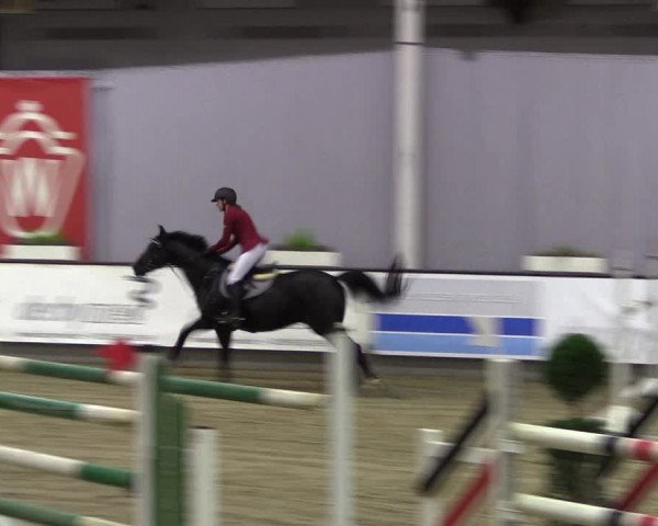 Hallen-Reitturnier Münster-Handorf 2016