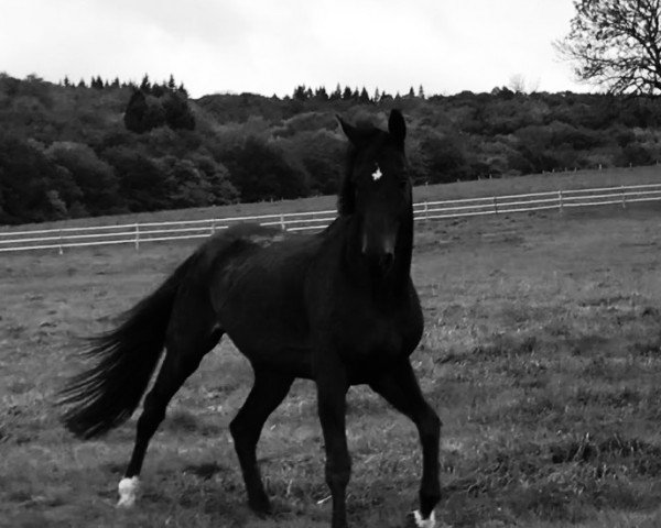 jumper Quatro 11 (Holsteiner, 2001, from Quinar)