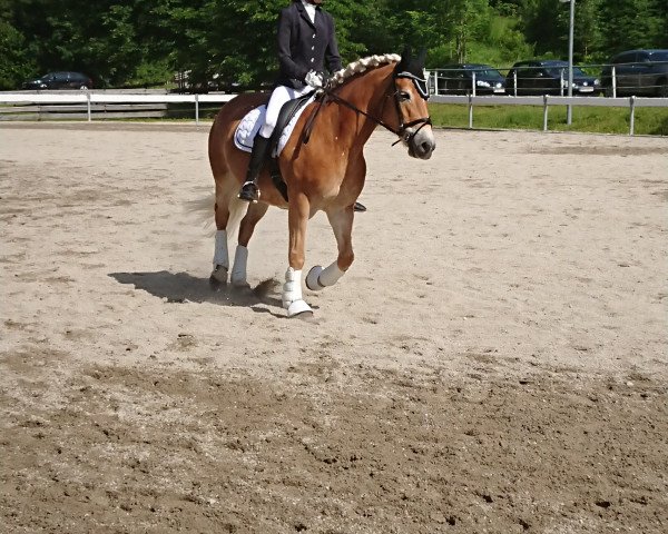 broodmare Felica (Haflinger, , from Wonderboy) broodmare Felica (Haflinger, , from Wonderboy)