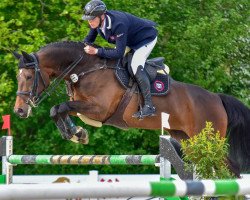 broodmare Galaxie du Moulin (Oldenburg, 2011, from Balou du Rouet)