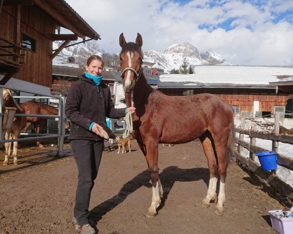Pferd Schachtengut's Dominique (Österreichisches Warmblut, 2018, von Contiki)
