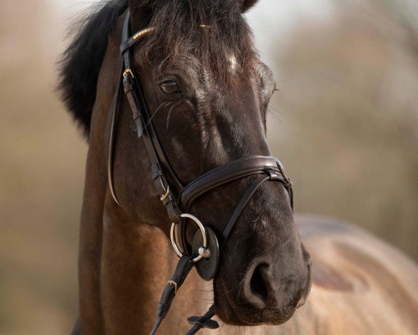jumper Darc Indoctro (Hanoverian, 2013, from Darco)