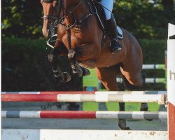 jumper Carlito 36 (Holsteiner, 2009, from Caretino)