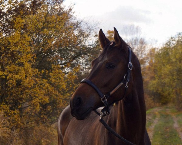 jumper Rock me Rüdiger (Westphalian, 2014, from Rock Forever NRW)