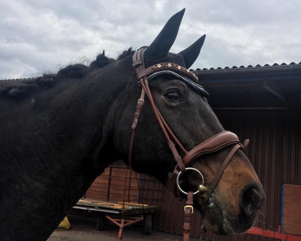 horse Calvados LW (Westphalian, 1997, from Casaretto)