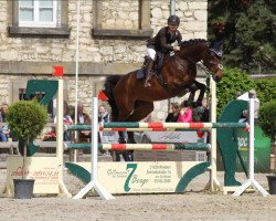 jumper Chim-Chimini (Hanoverian, 2008, from Comte)