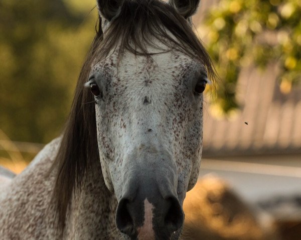 dressage horse Pheronn ox (Arabian purebred, 2003, from Piligrim ox)