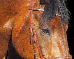 broodmare Bulahrouge T.s. (KWPN (Royal Dutch Sporthorse), 2006, from Isard du Rietz)