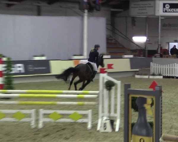Hallen-Reitturnier Münster-Handorf 2016