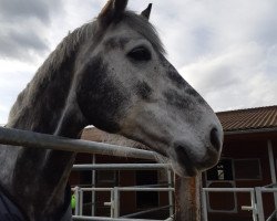 Springpferd Caruso CM (Holsteiner, 2012, von Cassaro 5)