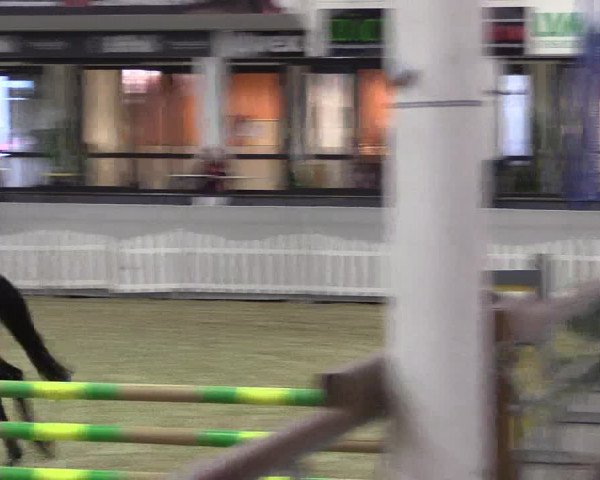 Hallen-Reitturnier Münster-Handorf 2016