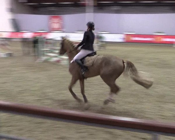 Hallen-Reitturnier Münster-Handorf 2016