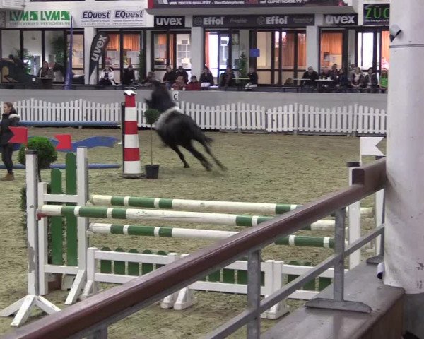 Hallen-Reitturnier Münster-Handorf 2016