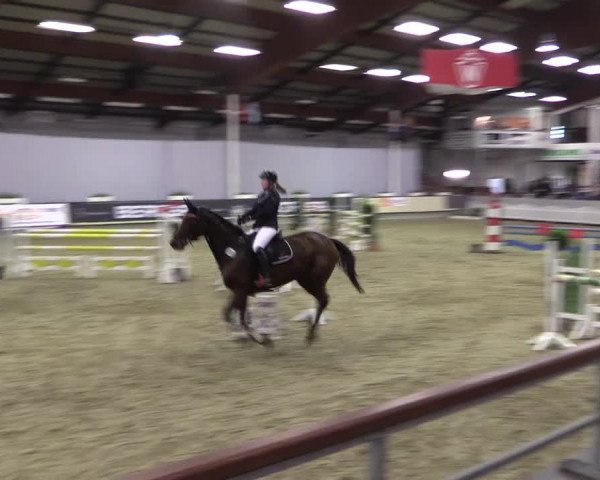 Hallen-Reitturnier Münster-Handorf 2016