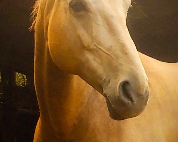 broodmare Klara (Great Poland (wielkopolska), 2007, from Mospan)