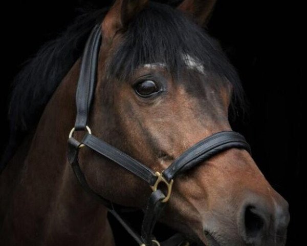 Zuchtstute Bella Navaja (Deutsches Reitpony, 1995, von Bavarottie)