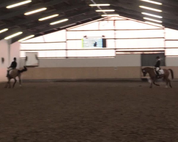 Dressur Late-Entry Datteln 2016