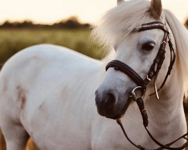 broodmare Eileen of Baltic Sea (Shetland Pony, 2011, from Gordan of Baltic Sea)