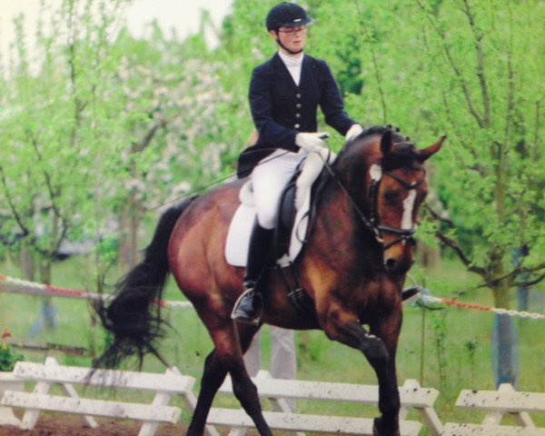 Pferd Scully B (Zweibrücker, 2005, von Semper)
