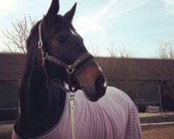 broodmare Sharon 156 (German Sport Horse, 2006, from Falsterbo)