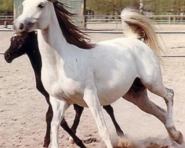 broodmare Etruria ox (Arabian purebred, 1975, from Palas ox)