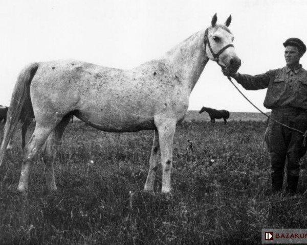 broodmare Wlodarka ox (Arabian purebred, 1938, from Ofir 1933 ox)