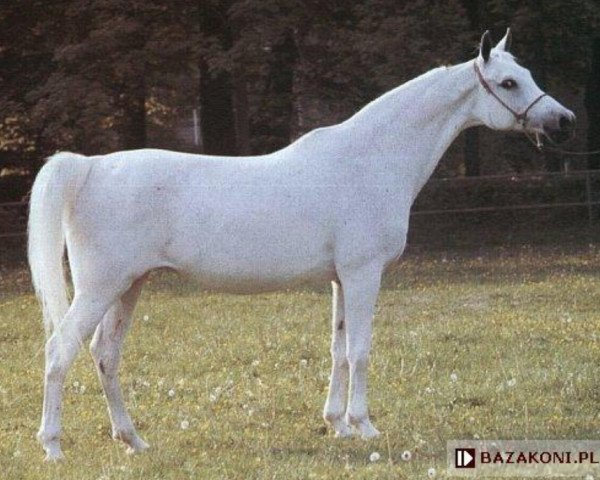 broodmare Pentoda ox (Arabian purebred, 1970, from Bandos 1964 ox)