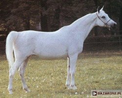 broodmare Pentoda ox (Arabian purebred, 1970, from Bandos 1964 ox)