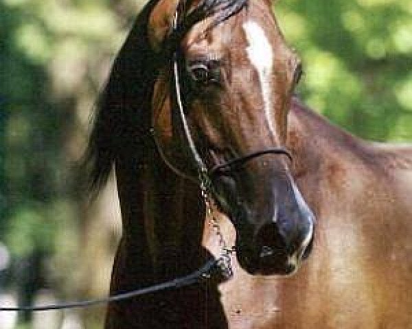 broodmare Pestka (Arabian purebred, 1983, from Probat ox)
