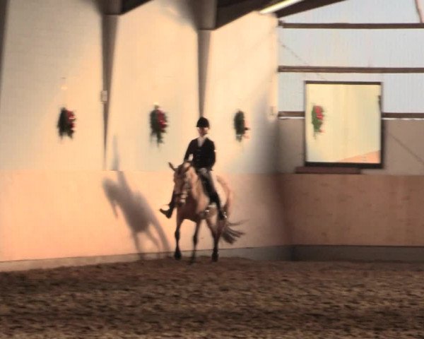 Dressur Late-Entry Datteln 2016
