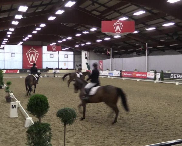 Hallen-Reitturnier Münster-Handorf 2016