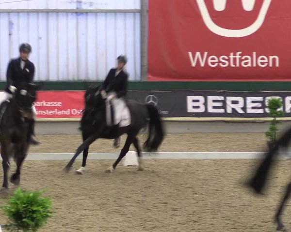 Hallen-Reitturnier Münster-Handorf 2016