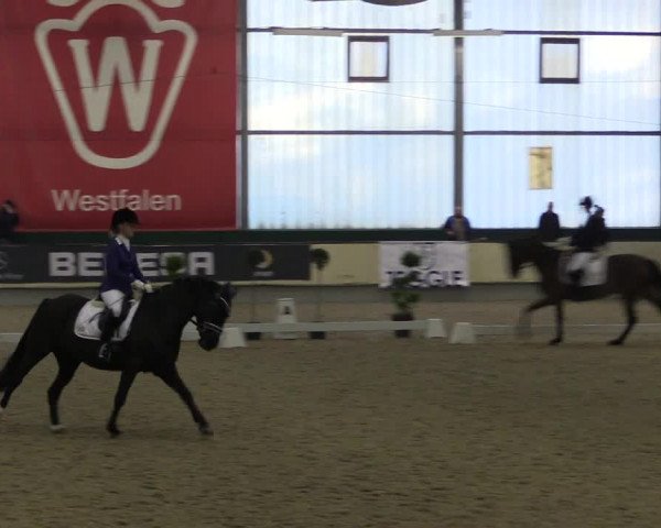 Hallen-Reitturnier Münster-Handorf 2016