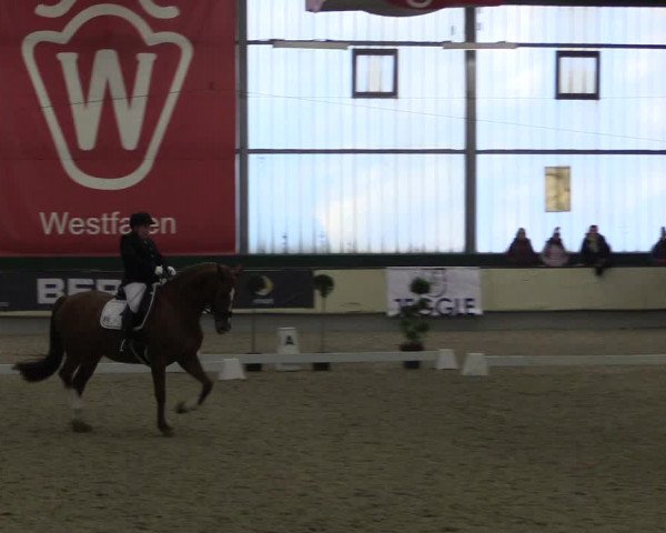 Hallen-Reitturnier Münster-Handorf 2016