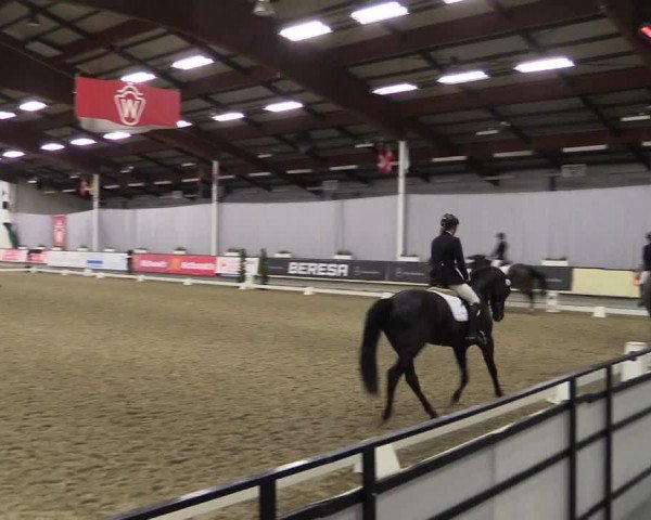 Hallen-Reitturnier Münster-Handorf 2016