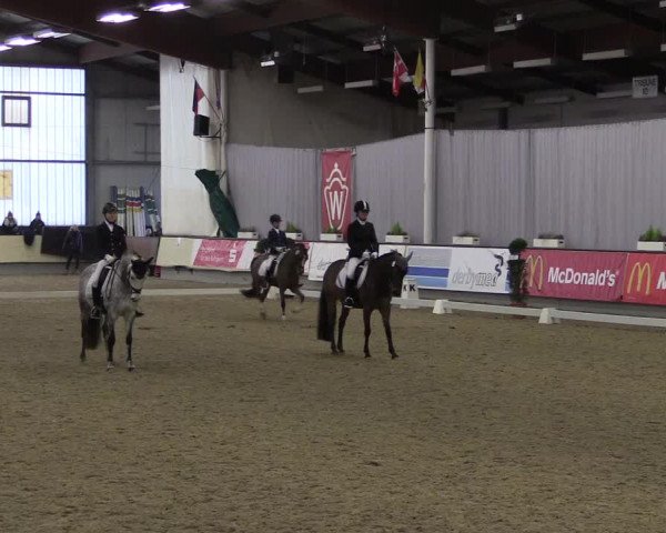 Hallen-Reitturnier Münster-Handorf 2016