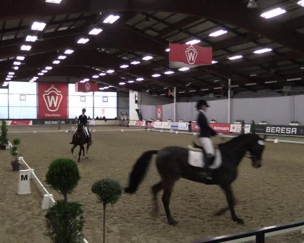 Hallen-Reitturnier Münster-Handorf 2016