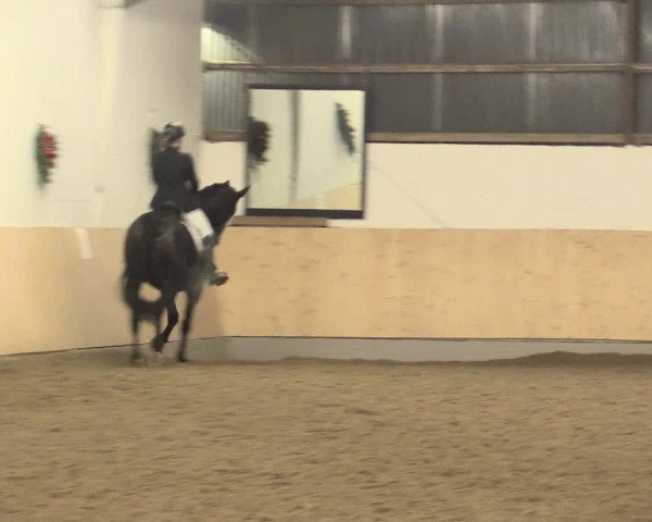 Dressur Late-Entry Datteln 2016