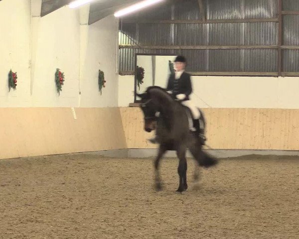 Dressur Late-Entry Datteln 2016