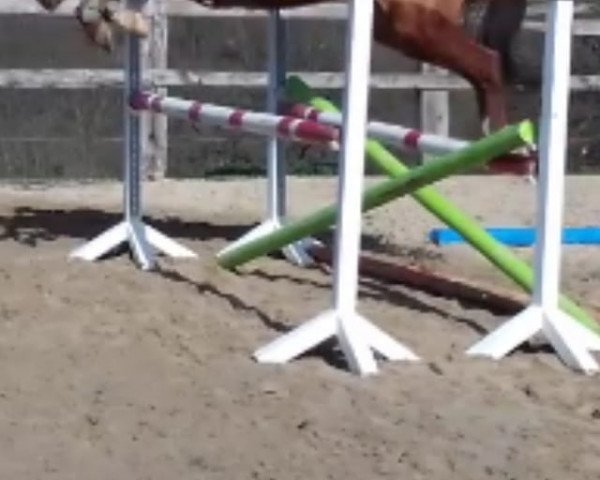 horse Pylos (Belgian Warmblood, 2014, from Paloubet du Chateau)